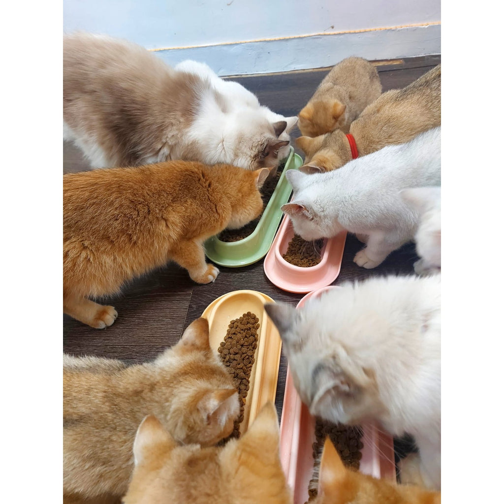 Several cats eating from bowls arranged together